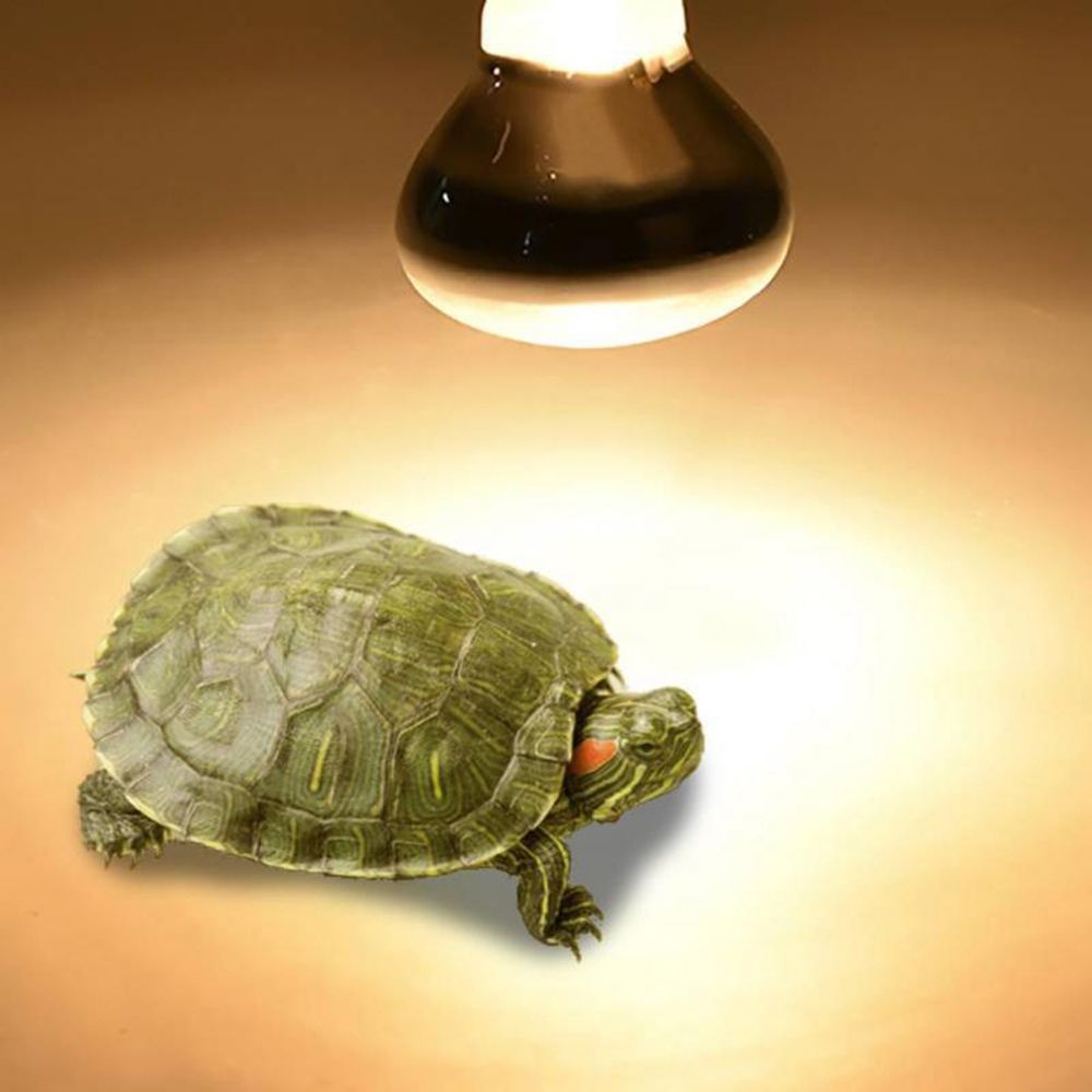 Basking Bulb Halogen - مصباح حراري للزواحف، إضاءة UVA، مصباح