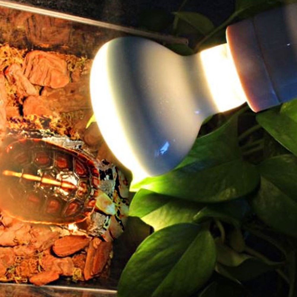 Basking Bulb Halogen - جهاز تحكم في درجة حرارة السخان