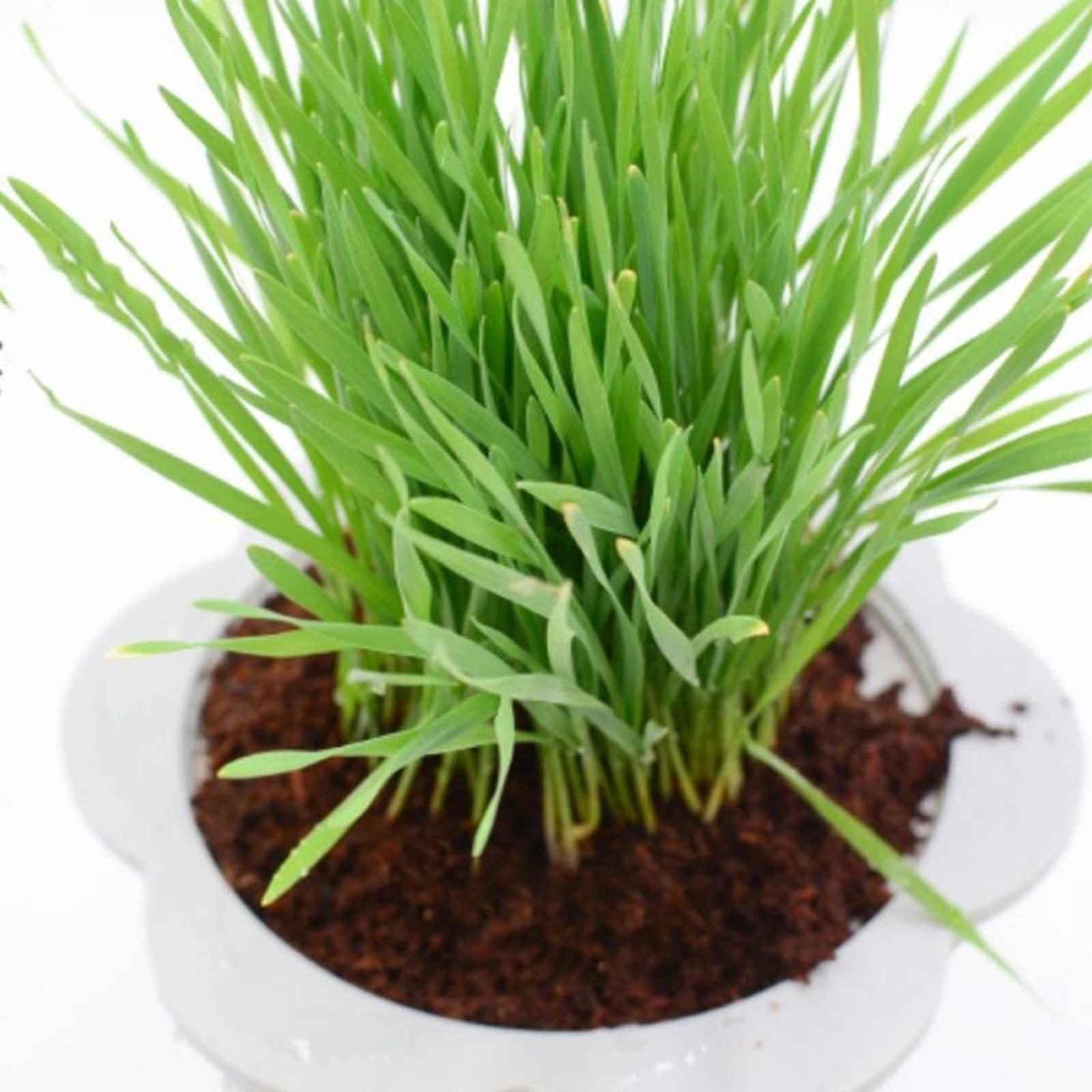 Substrate Coconut Fiber - قالب ألياف جوز الهند المضغوط، قالب