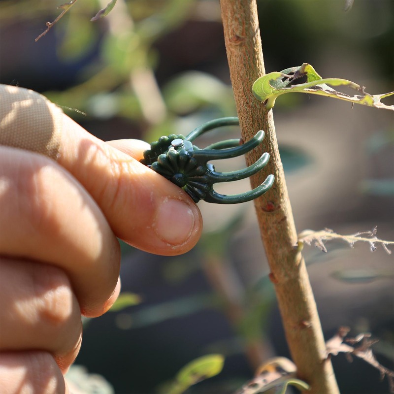 مشابك دعم النباتات الصغيرة بال - مراجعة Vine Climbing Plastic وسعره