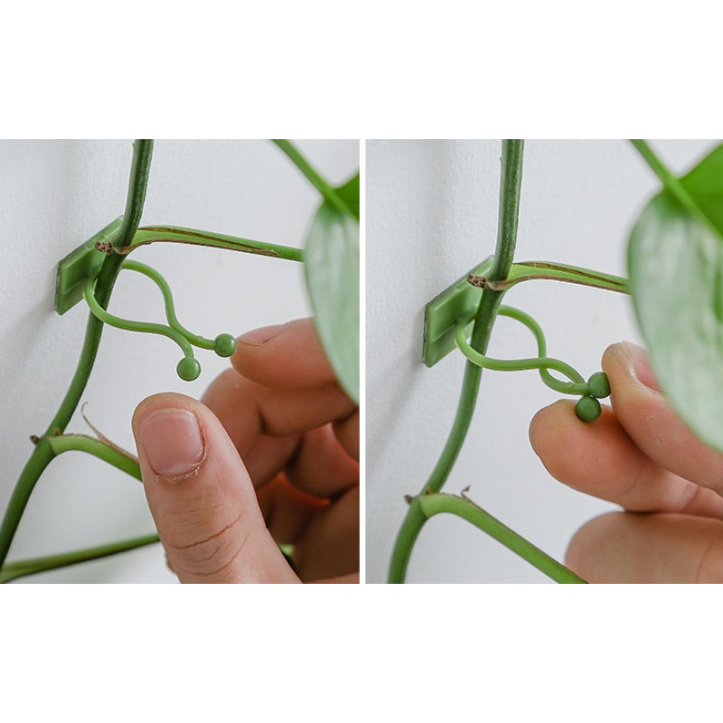 10 قطع من خطافات تثبيت النباتا - مراجعة Vine Climbing Plastic وسعره