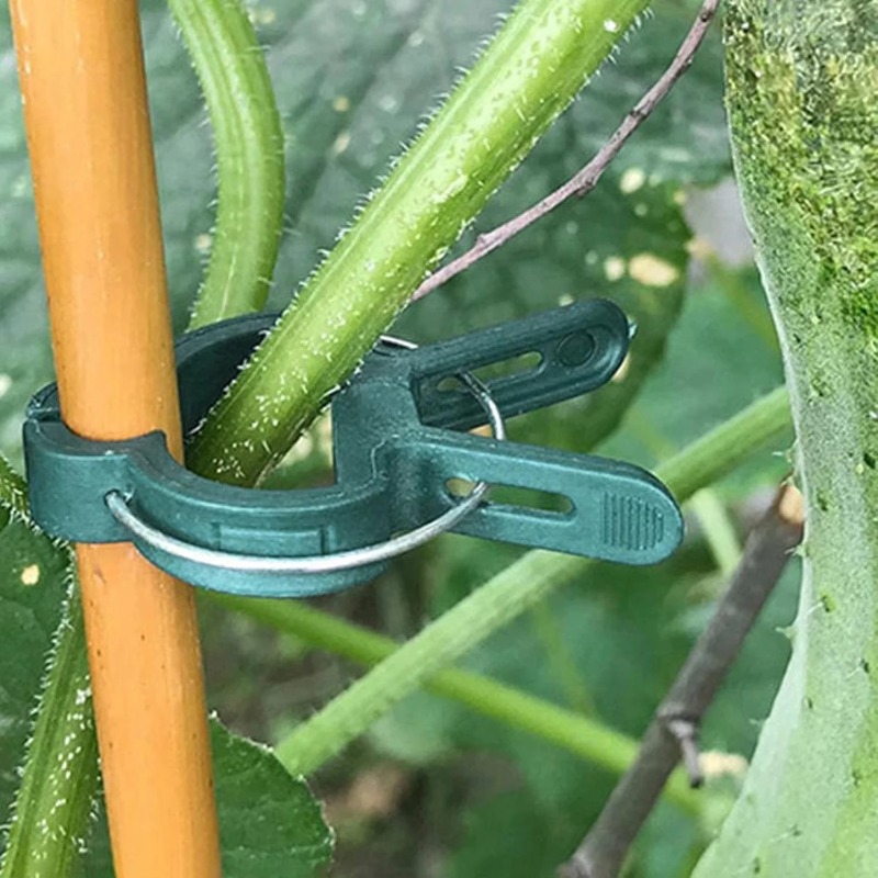 مشابك تثبيت النباتات قابلة لإع - مراجعة Vine Climbing Plastic وسعره