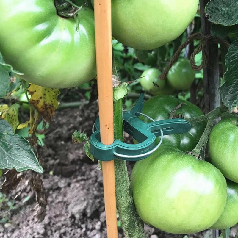 مشابك تثبيت النباتات قابلة لإع - مراجعة Vine Climbing Plastic وسعره