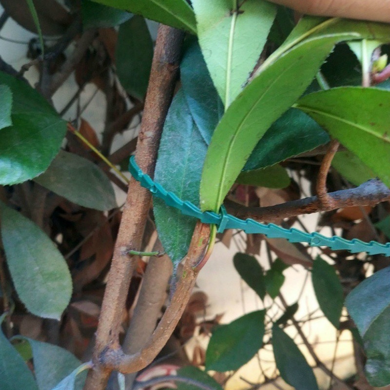 50 قطعة من مشابك النباتات البل - مراجعة Vine Climbing Plastic وسعره