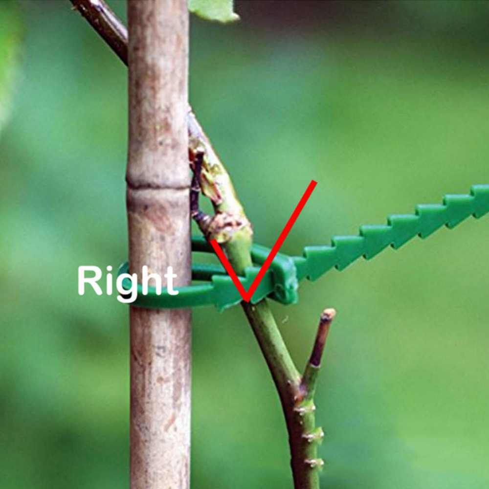 50 قطعة من مشابك النباتات البل - مراجعة Vine Climbing Plastic وسعره