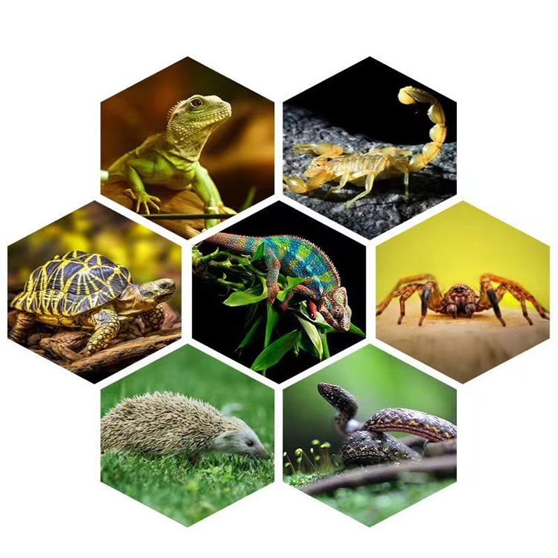 E27 13 واط/26 واط الزواحف Uvb  - مراجعة Calcium Powder Reptile وسعره