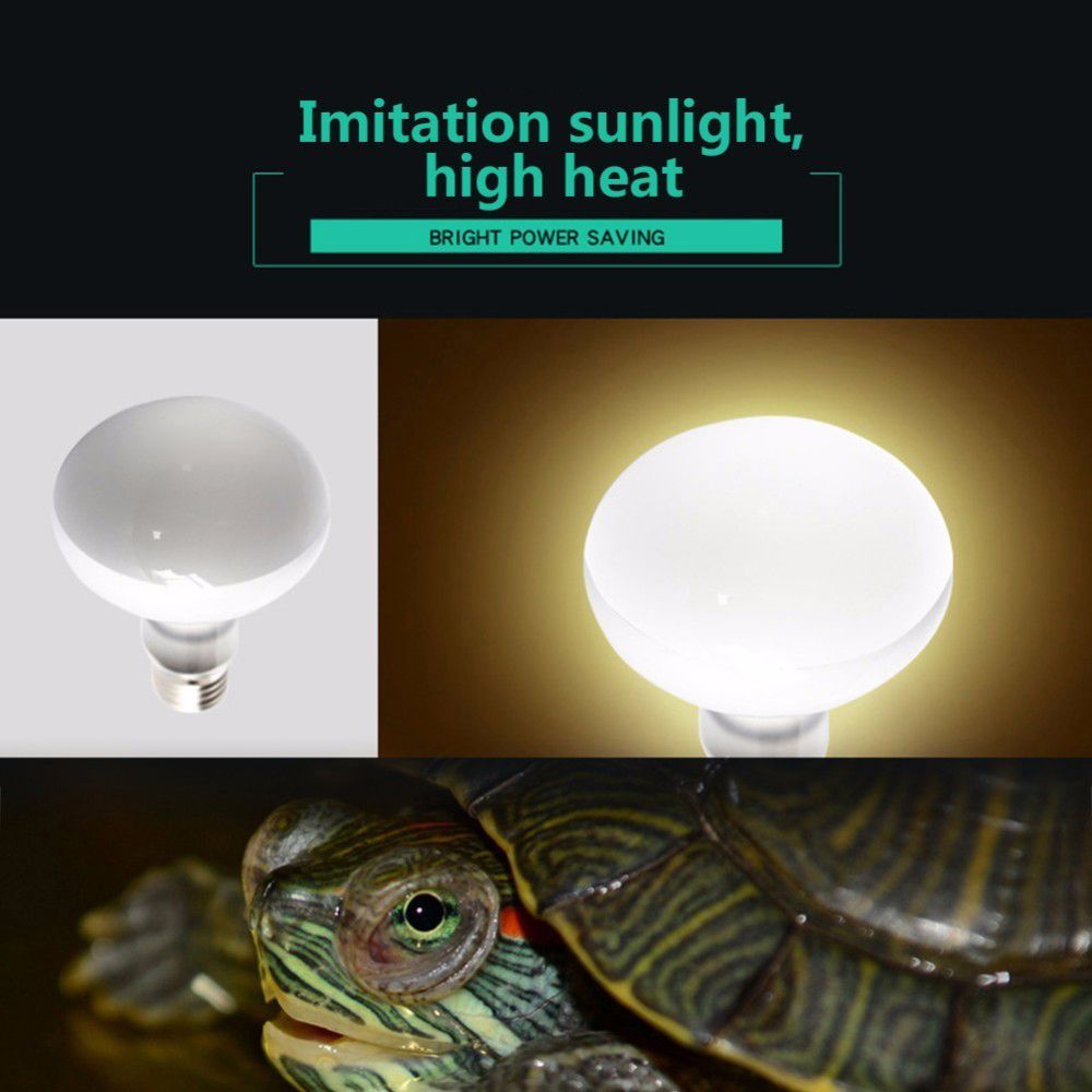 مصباح حراري للبرمائيات مع جهاز - مراجعة Basking Bulb Halogen وسعره